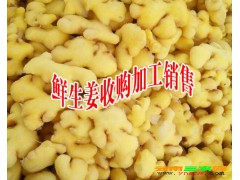 干姜片廠家批發價格[免費報價表]_小黃姜報價表[權威認證]干姜倉儲，干姜代收，干姜代賣圖2