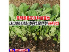 雪桔花卉種苗_云南花卉種苗批發_云南省花卉種球種圖2