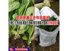 雪桔花卉種苗_云南花卉種苗批發_云南省花卉種球種圖3