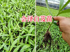 曲靖白芨直播苗技術(shù)服務(wù)-紫花寬葉白芨苗批發(fā)_云南白芨苗圖2