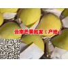 昆明芒果供應(yīng)批發(fā)：金煌芒果、臺農(nóng)1號、鷹嘴芒果、圣德龍