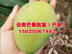 四川芒果批發(fā)供應(yīng)-云南鷹嘴芒果-金煌芒果、保山臺農(nóng)1號圖2