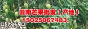 云南臺農(nóng)1號/鷹嘴芒果、金煌芒果批發(fā)—15184878523