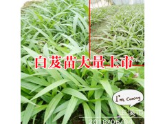 白芨什么時候施肥比較好?[白芨咨詢專家]圖1