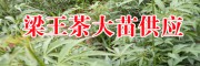 云南有梁王茶樹(shù)苗嗎?_梁王茶苗生產(chǎn)廠(chǎng)家[免費(fèi)技術(shù)指導(dǎo)]