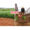 昆明柏樹苗：藏柏苗-灑金柏苗批發/圣誕樹苗、水冬瓜苗供應