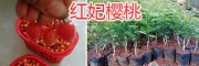 哪有紅妃櫻桃苗？云南昆明紅妃櫻桃苗、嫁接櫻桃苗銷售