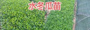 昆明安寧綠化苗木：圣誕樹苗、水冬瓜苗、柏樹苗銷售