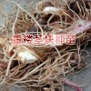 重樓根莖種植技術方法與事項？
