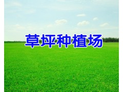 云南混播草坪批發(fā)價-冬季混播草坪銷售-安寧草坪種植場圖2
