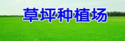 云南安寧草坪種植場(chǎng)_草坪多少錢一平方?
