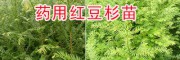 云南哪里紅豆杉苗好？騰沖紅豆杉優質苗—