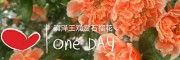 滇澤王多籽多福石榴花、觀(guān)賞石榴花
