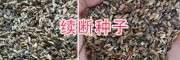 哪有續(xù)斷種子賣(mài)？續(xù)斷種子育苗方法_大理續(xù)斷種子銷(xiāo)售