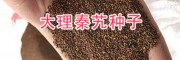 秦艽苗移栽時(shí)間_云南秦艽種子銷(xiāo)售