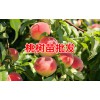 冬桃苗什么時間栽_冬桃苗什么種好?冬桃客服