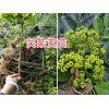 哪里有吳茱萸苗賣？麗江吳茱萸苗基地供應，收益見效快