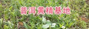 普洱產地黃精種苗-13577933280/滇黃精根莖苗批發