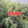 承接各種苗木嫁接業(yè)務_