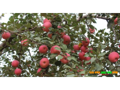 匯川區哪里有蘋果苗-昭通蘋果基地 13887043679圖2