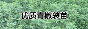 今年花椒樹苗多少錢一棵？