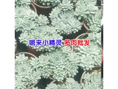 買多肉植物去哪個網站?_多肉植物需要注意的地方?圖1