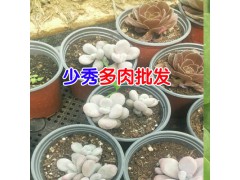 多肉植物昆明哪里多?_昆明多肉植物多少錢一盆?圖1