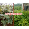 云南產地花椒樹苗有哪些品種？九葉青椒苗和紅椒苗