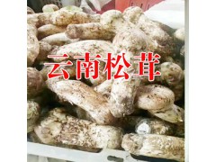 姬松茸有什么功效作用?麗江農特產信息網圖1
