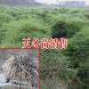 天冬 天冬苗|天冬?；厥展緗-13877589250