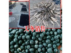 3號(hào)天冬種苗價(jià)與其它天冬品種相比如何?圖3