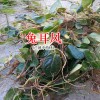 兔耳風(fēng)功能與作用