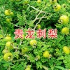 哪里買刺梨種苗？貴州刺梨種苗批發