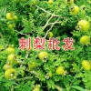 刺梨苗多少錢一株？貴州刺梨苗批發