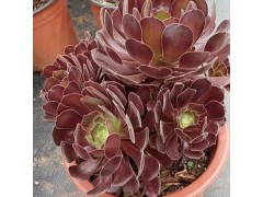 多肉植物怎么養(yǎng)?請參考以下多肉死亡指南圖2