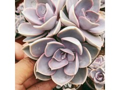多肉植物怎么養(yǎng)?請參考以下多肉死亡指南圖3