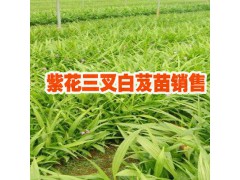 哪里的白芨苗有95%純度&白芨塊莖可以現(xiàn)場取苗圖3