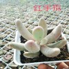 [多肉技術(shù)]多肉種植要用無機植料-18788196071