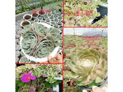 多肉植物批發價格表_昆明多肉眼觀音蓮價格￥ 5元/棵圖2