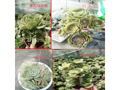 多肉植物批發價格表_昆明多肉眼觀音蓮價格￥ 5元/棵圖3
