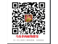 多肉植物批發價格_花盆紅稚蓮價格多少錢?圖2