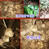 黃雞菜滇黃精(老虎姜)種子種苗多少錢(qián)一斤?