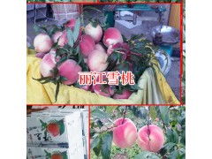 麗江雪桃多少錢?_麗江雪桃大的有多大?圖1