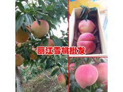 麗江雪桃特點_麗江玉龍縣雪桃專業戶(合作社)圖1