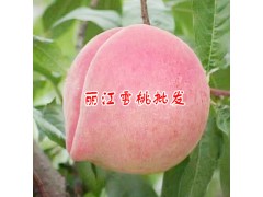 麗江雪桃特點_麗江玉龍縣雪桃專業戶(合作社)圖3