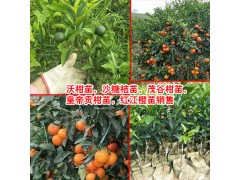 今年種什么樹好_沃柑苗貴不貴，咨詢13457726806圖3