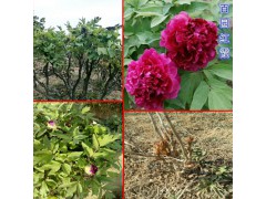 油用牡丹_油用牡丹苗多少錢(qián)一株?圖2