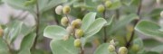 蔓荊子畝產(chǎn)多少?_ 蔓荊子的畝產(chǎn)多少？
