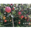 祿豐縣哪里有昭通蘋果|昭通果業基地|13887043679