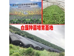 白芨苗怎么種植?_云南昆明白芨小苗廠家有話說圖2